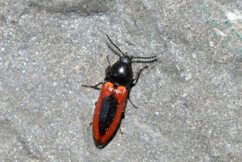 Ampedus sanguinolentus